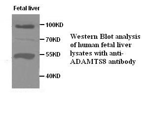 ADAMTS8 antibody (pAb)