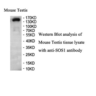 SOS1 antibody (pAb)