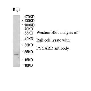 PYCARD antibody (pAb) PYCARD antibody (pAb)