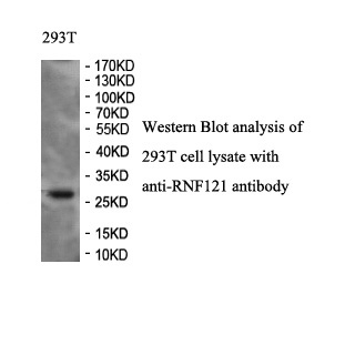 RNF121 antibody (pAb)
