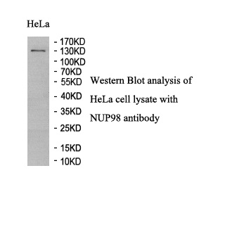 NUP98 antibody (pAb) NUP98 antibody (pAb)