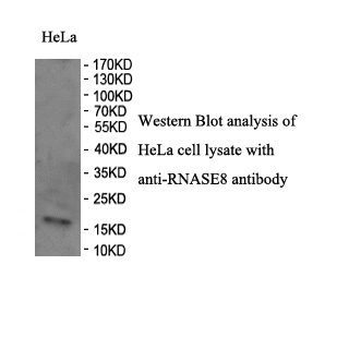 RNASE8 antibody (pAb) RNASE8 antibody (pAb)