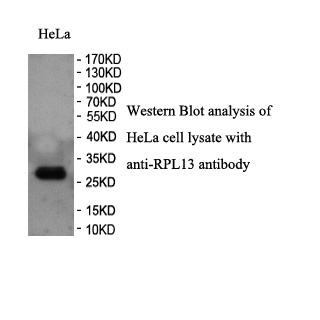 RPL13 antibody (pAb) RPL13 antibody (pAb)