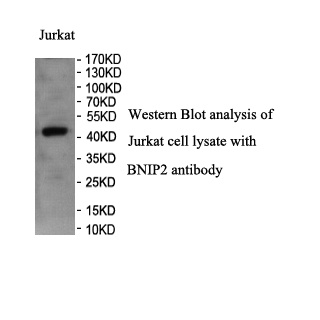 BNIP2 antibody (pAb) BNIP2 antibody (pAb)