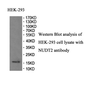 NUDT2 antibody (pAb)