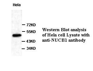 NUCB1 antibody (pAb) NUCB1 antibody (pAb)