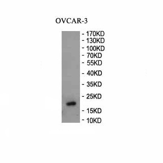 RSL24D1 antibody (pAb) RSL24D1 antibody (pAb)