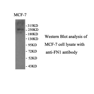 FN1 antibody (mAb) FN1 antibody (mAb)