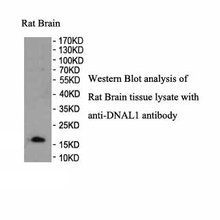 DNAL1 antibody (pAb) DNAL1 antibody (pAb)
