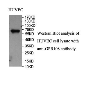 GPR108 antibody (pAb)