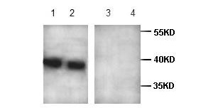 CREB3L4 antibody (pAb)