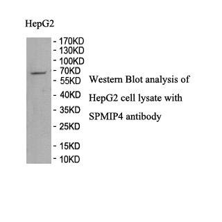 SPMIP4 antibody (pAb) SPMIP4 antibody (pAb)