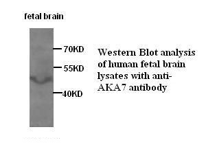 AKAP7 antibody (pAb)