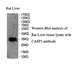 CASP3 antibody (pAb) CASP3 antibody (pAb)