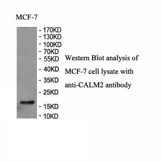 CALM2 antibody (pAb)