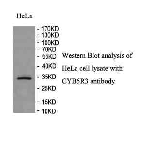 CYB5R3 antibody (pAb) CYB5R3 antibody (pAb)
