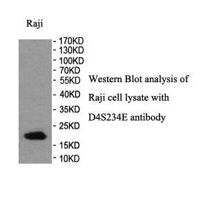 NSG1 antibody (pAb) NSG1 antibody (pAb)