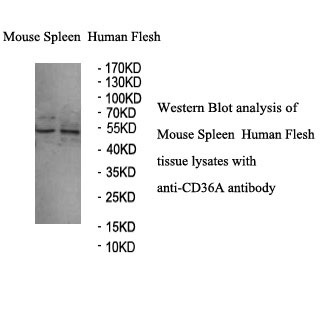 CD36 antibody (mAb) CD36 antibody (mAb)