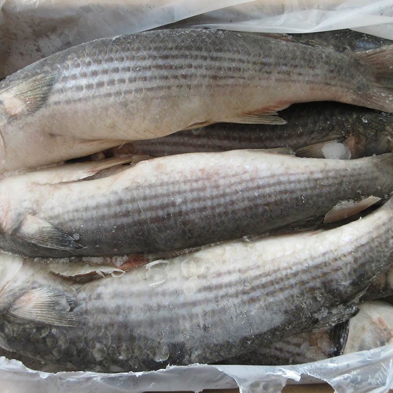Understanding Frozen Red Pacu: A Nutritional Powerhouse in Convenience Food