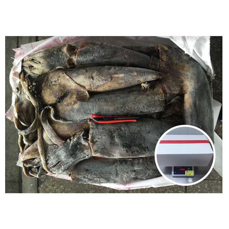 Giant Squid/Peru Squid Dosidicus Gigas