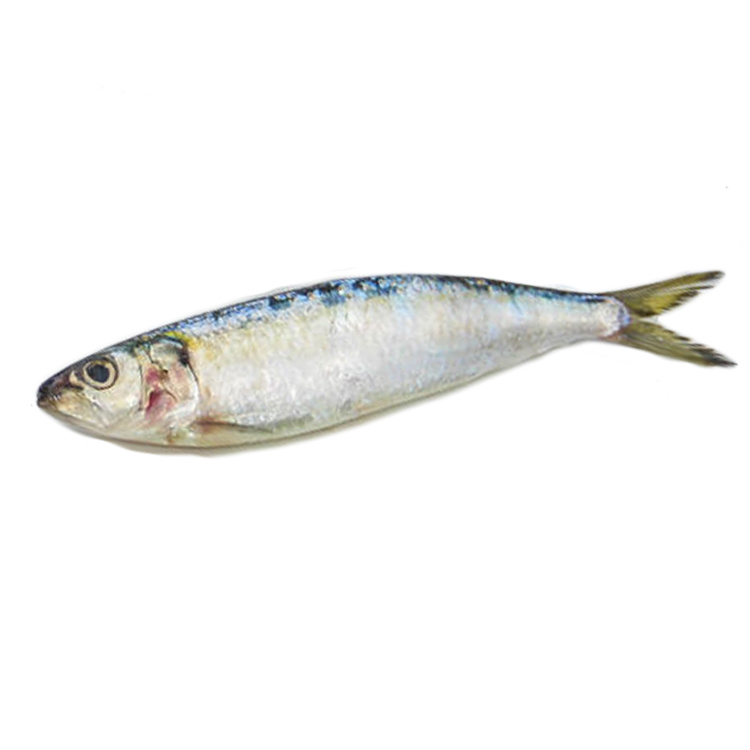 Sardine