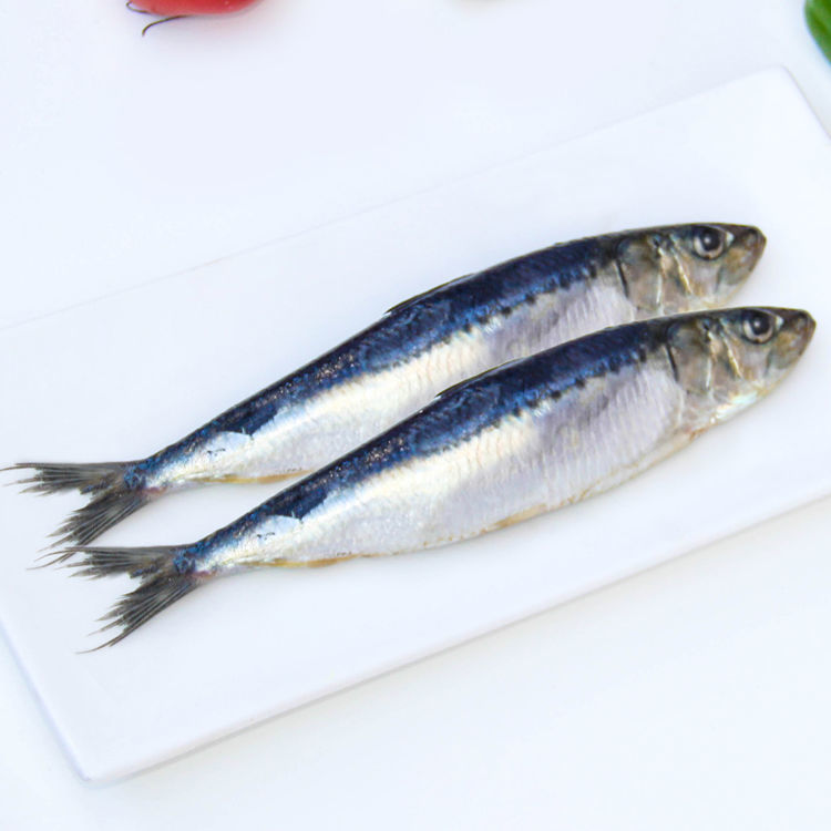 Spotted Sardine Sardinops Sagax