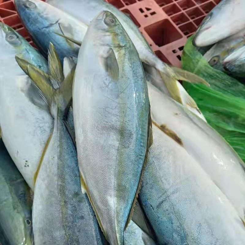 Understanding Frozen Pacific Mackerel: A Nutritional and Culinary Delight