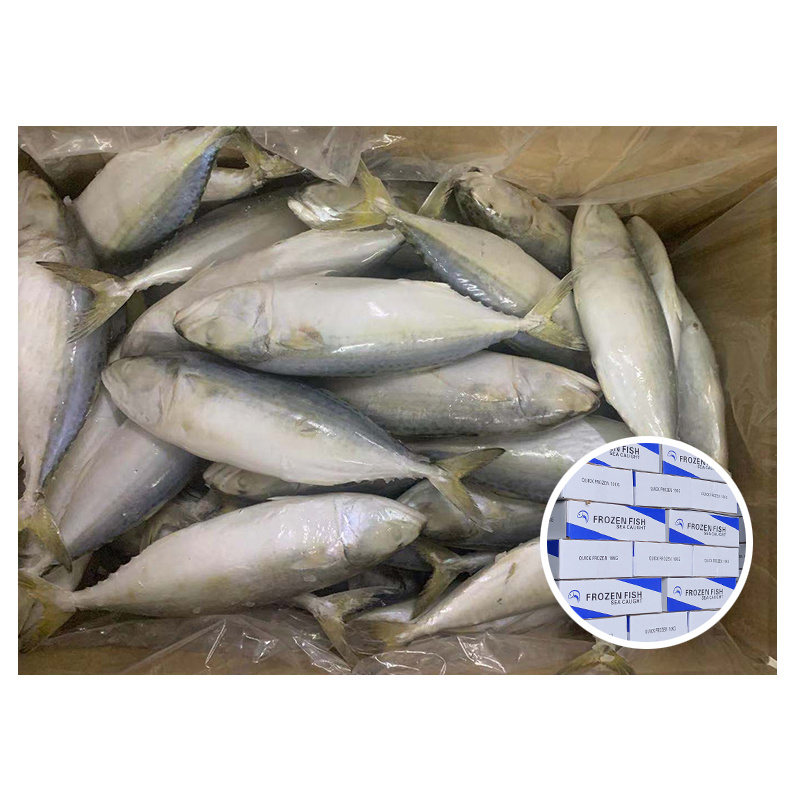 Indian mackerel Rastrelliger Kanagurta