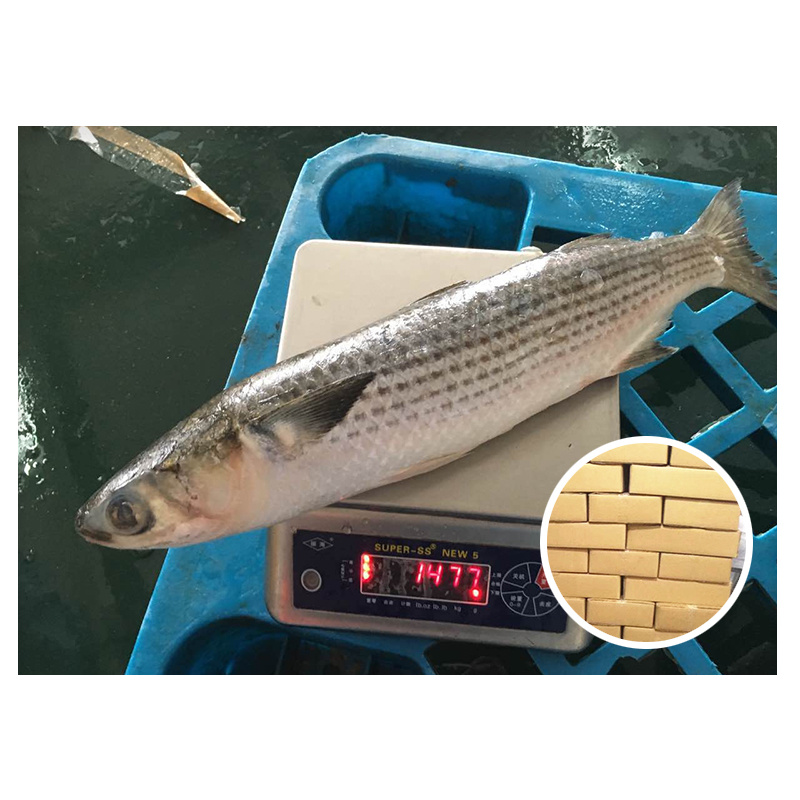 Grey Mullet Whole Round Mugil Cephalus