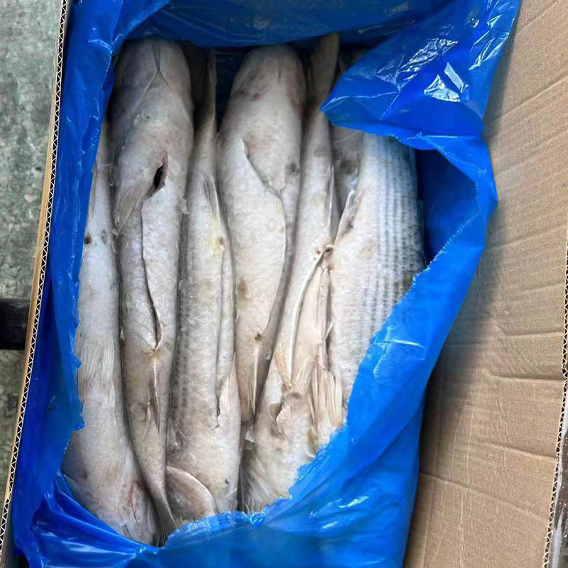 new frozen grey mullet gutted fish whole round with good price