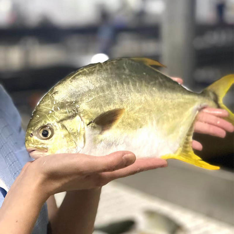 New Landing Good Quality Frozen Whole Round Golden Pompano Golden Pomfret