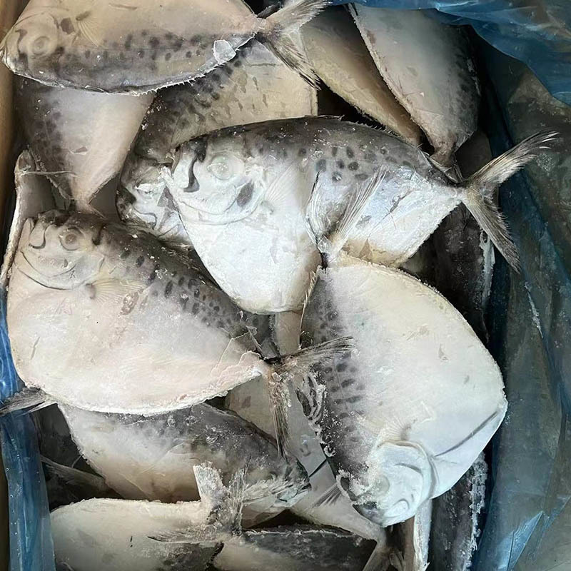 Frozen IQF Whole Round Moon Fish 40-50Pcs Mene Maculata Price Moonfish