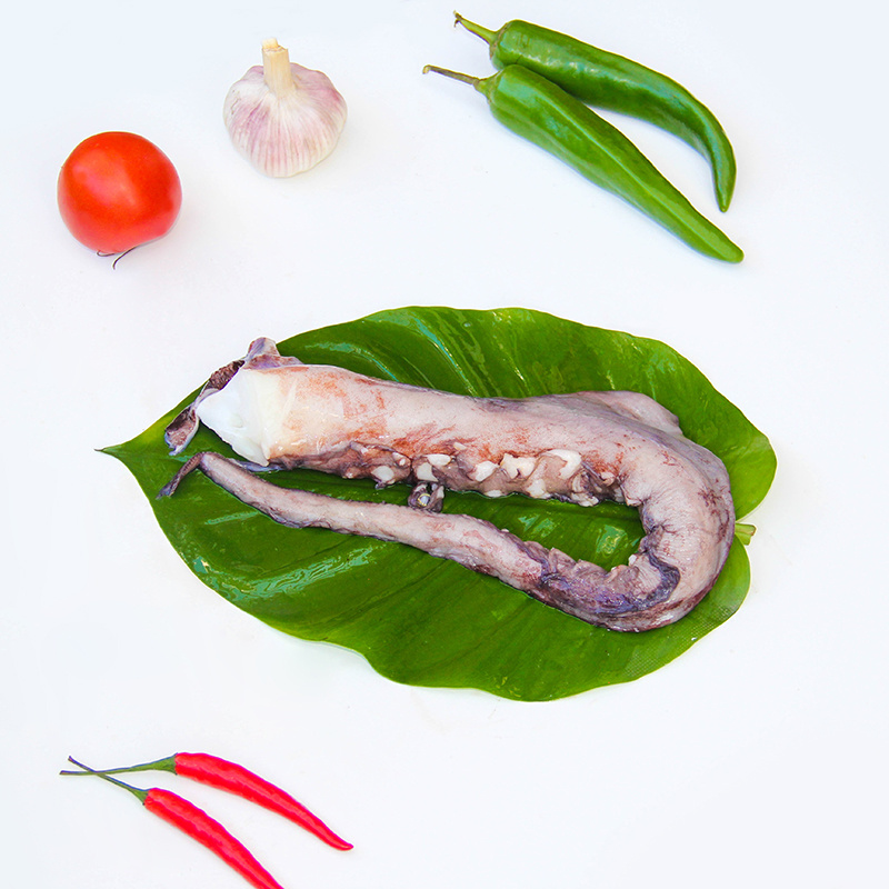 Squid Tentacle