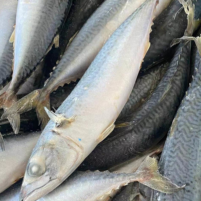 FROZEN PACIFIC MACKEREL WHOLE ROUND FOR AFRICA MARKET