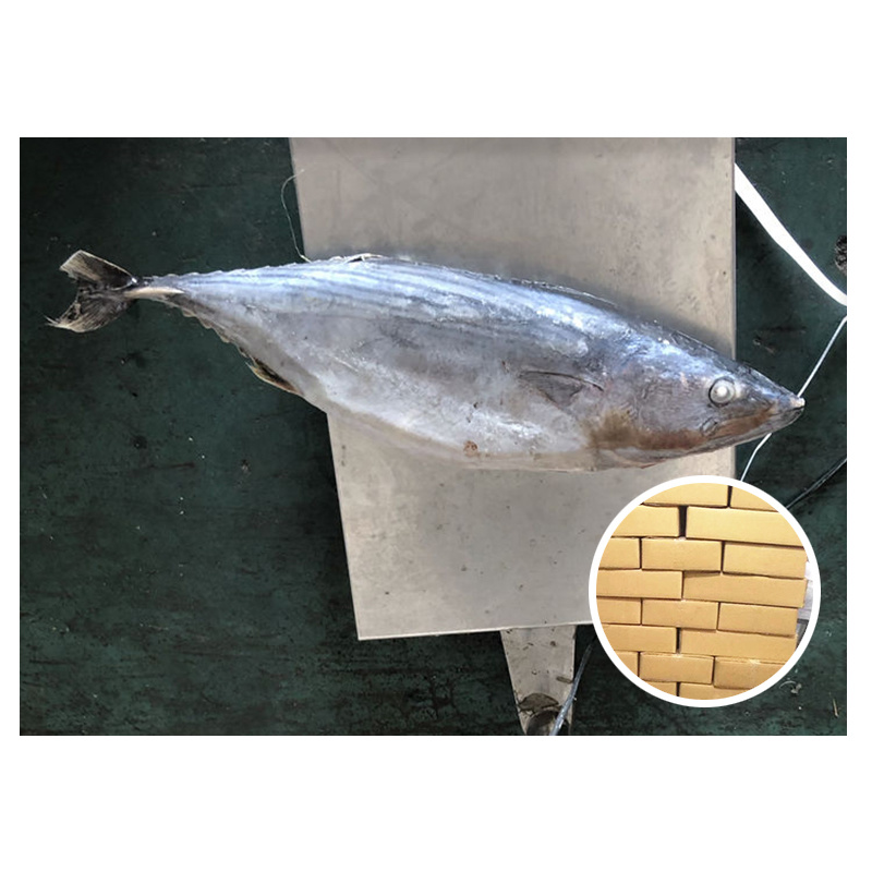 Striped Bonito Sarda Orientalis sarda sarda