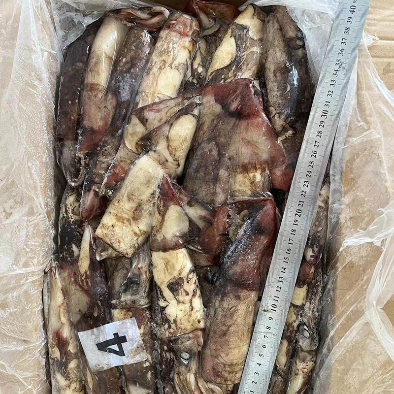 Wholesale Price Indian Ocean Squid Whole Frozen Squid for Bait