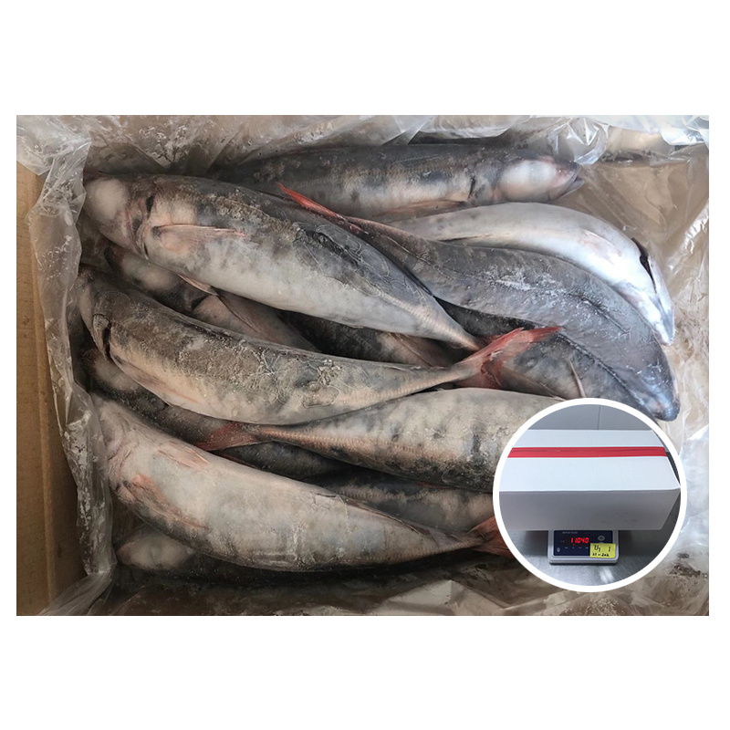 Red Tail Horse Mackerel Decapterus Kurroides