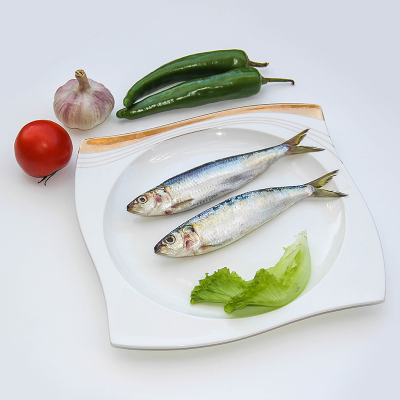 Sardine Sardinella Aurita