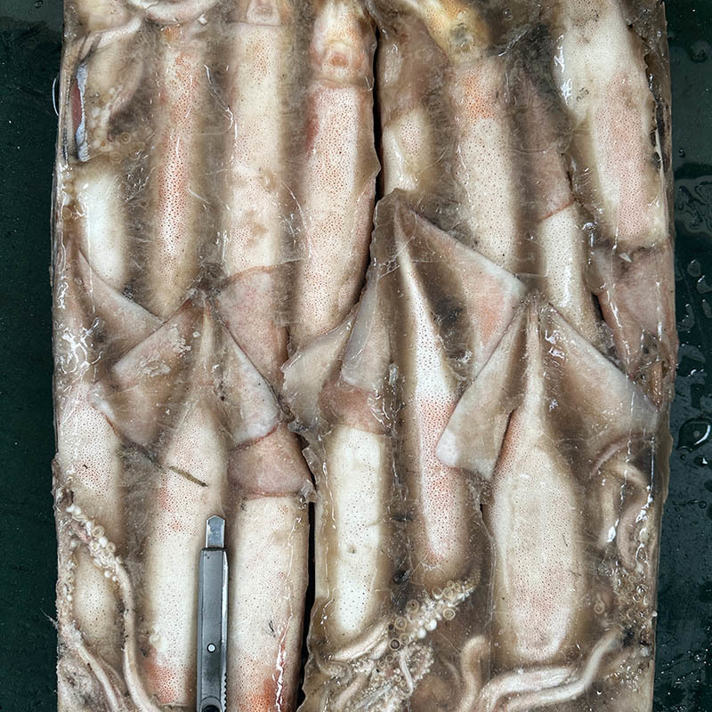 Trawling Catching Size 300-400g Frozen Pacific Squid