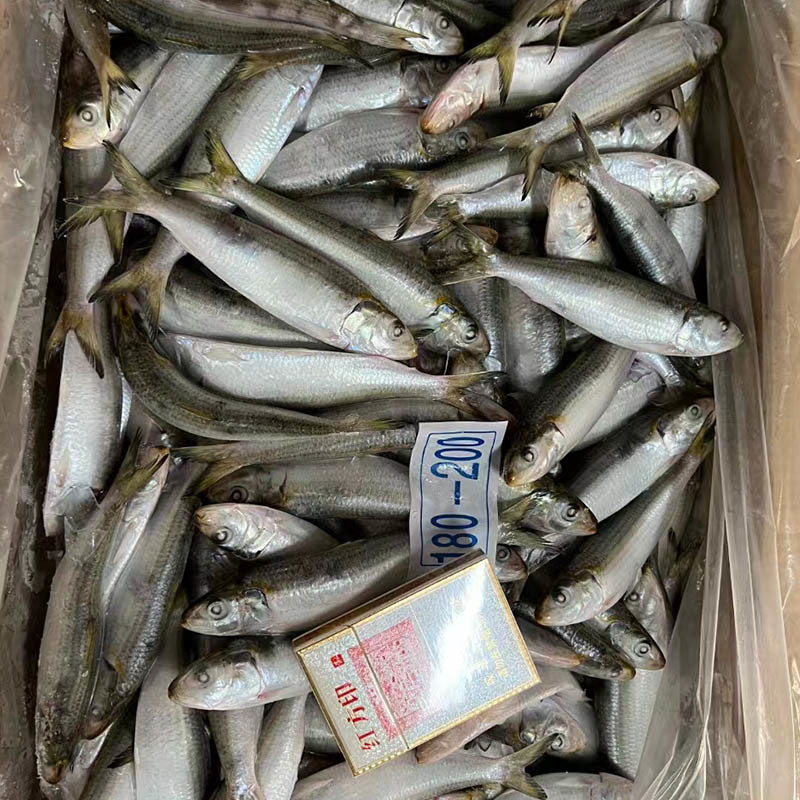New Catching Frozen Whole Sardine Fish for Bait