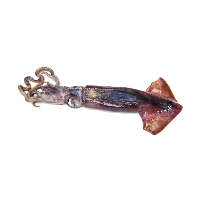 Squid