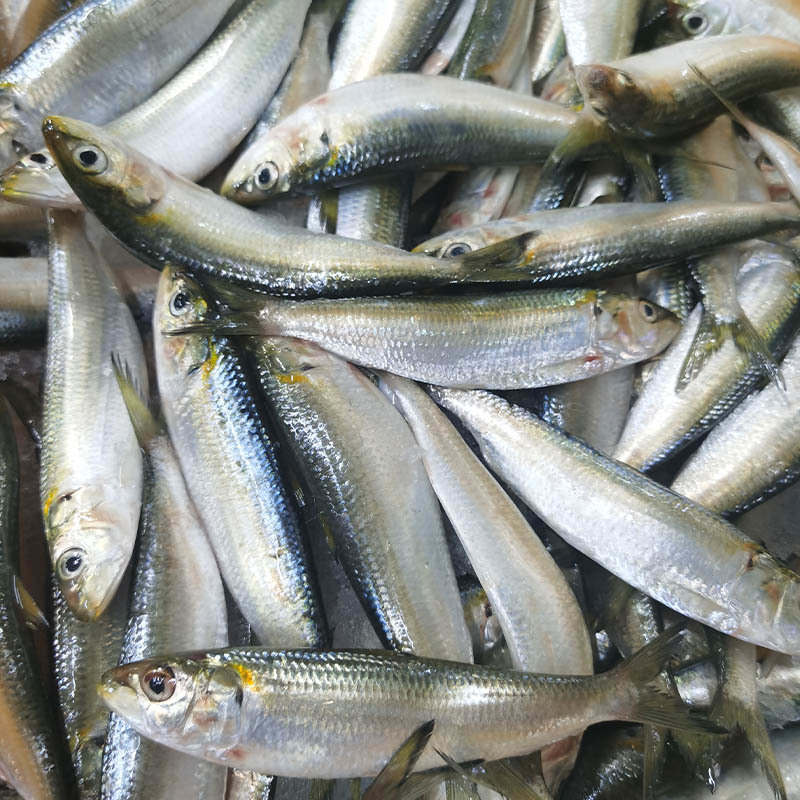 Exploring the Delights of Frozen Golden Pomfret: A Culinary Treasure