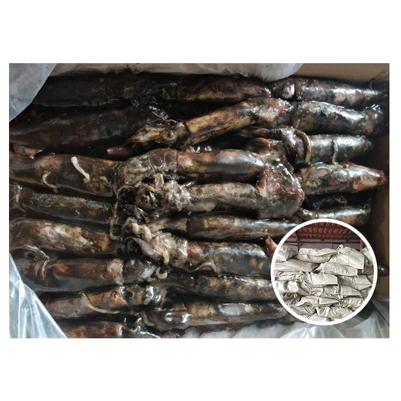 Black Squid Todarodes Sagittatus
