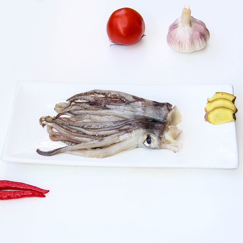 Indian Ocean Squid Head