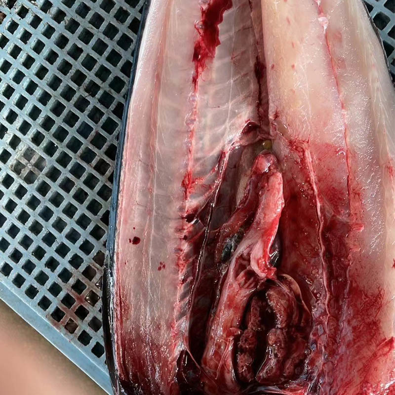 Delicious Meal Ideas Using Frozen Red Pacu for Every Palate