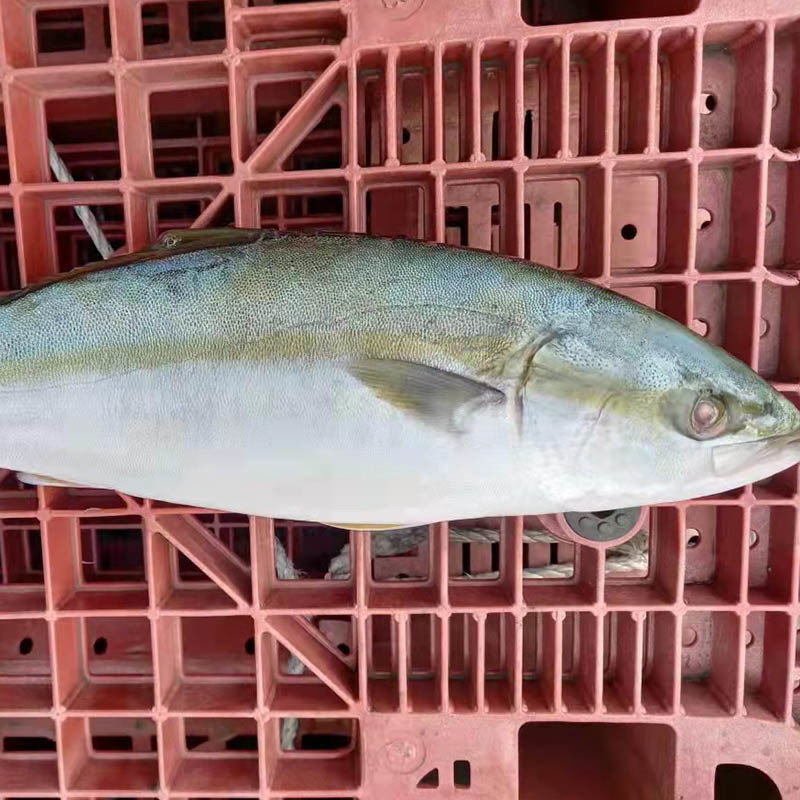 The Unique Culinary Experience of Golden Pomfret Trachinotus Ovatus