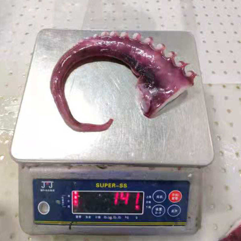 Exploring the Unique Qualities of Indian Ocean Squid: A Culinary Delight