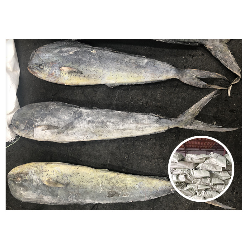 Mahi Mahi Coryphaena Hippurus