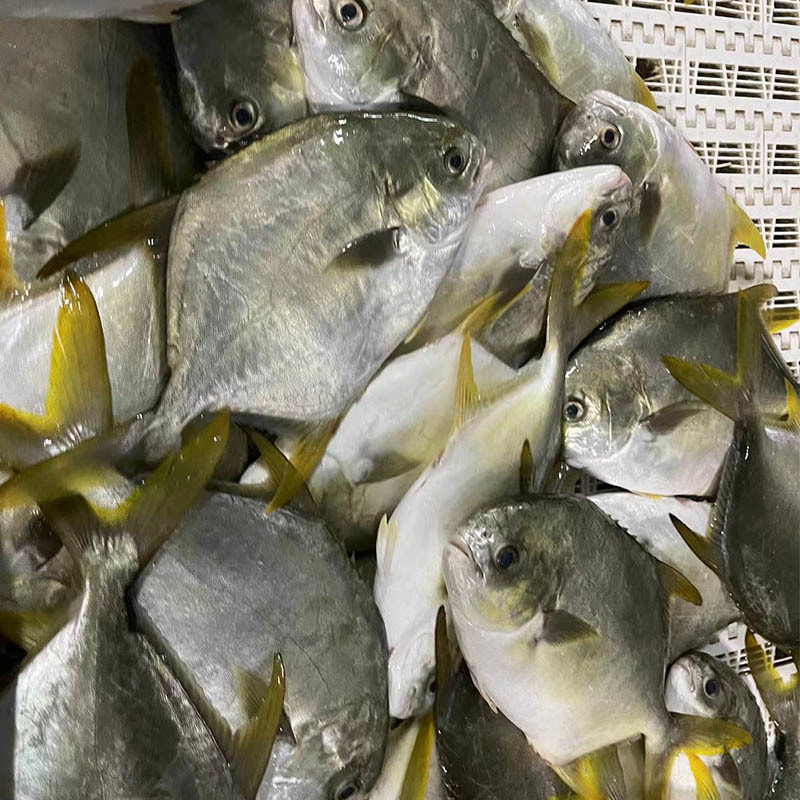 frozen golden pomfret