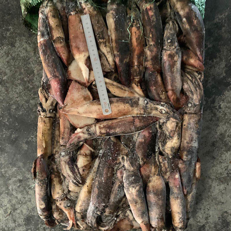 Seafrozen Squid Frozen Equator Squid For Korea